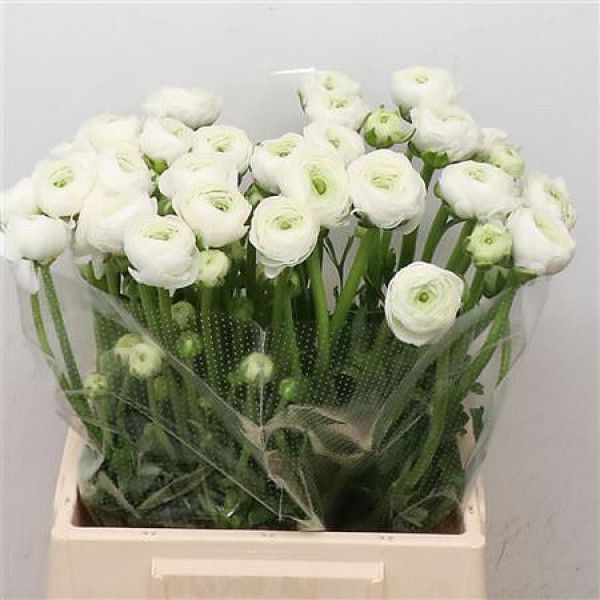 Ranunculus Su Firenze Extra 45cm A1