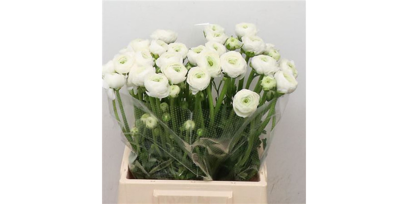 Ranunculus Su Firenze Extra 45cm A1