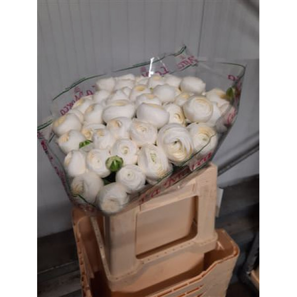 Ranunculus Su Firenze White Extra 45cm A1