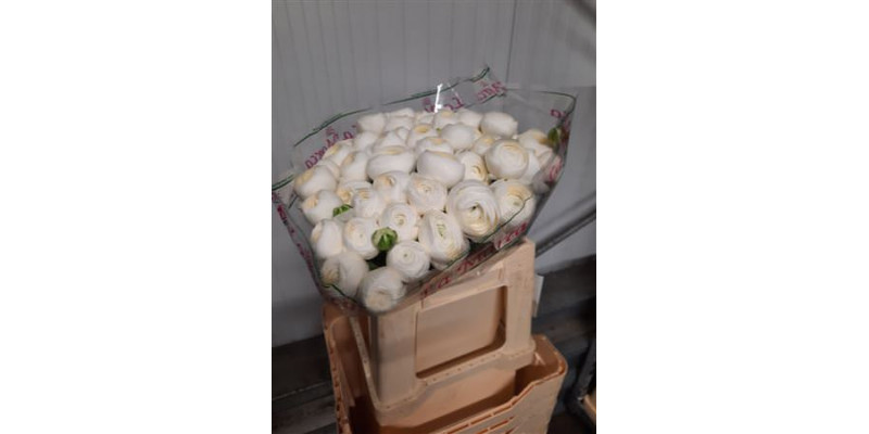 Ranunculus Su Firenze White Extra 80cm A1