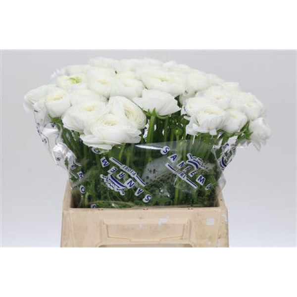 Ranunculus Clooney Alaska Extra 45cm A1