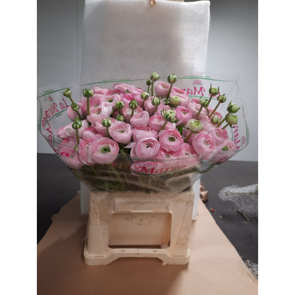 Ranunculus Kl Hanoi Pink Xl 45 A1Pink