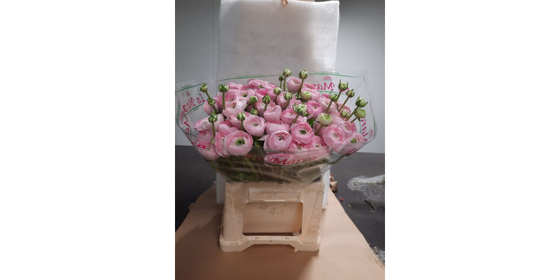 Ranunculus Kl Hanoi Pink Xl 45 A1Pink