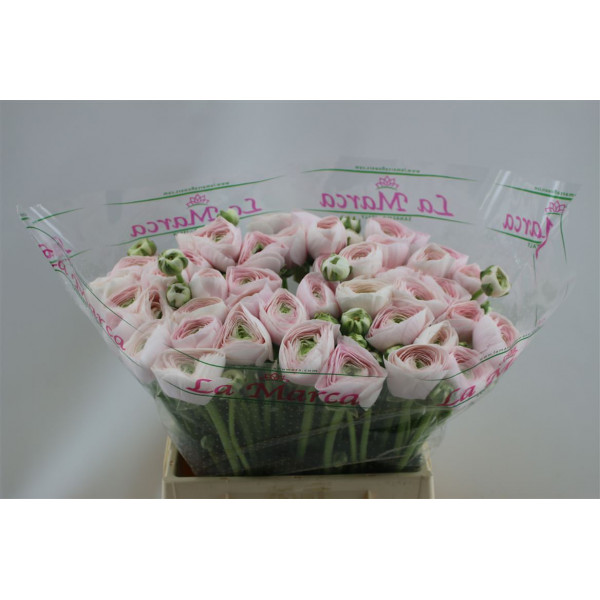 Ranunculus Cloni Aex Hanoi 45cm A1