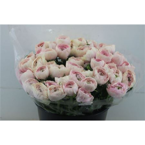 Ranunculus Cloni Zuper Hanoi 45cm A1