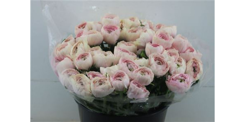 Ranunculus Cloni Zuper Hanoi 45cm A1