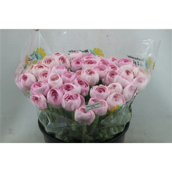 Ranunculus Cloni Zuper Pink Hanoi 45cm A1