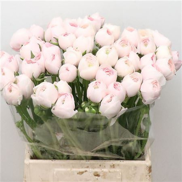 Ranunculus Su Hanoi Extra FRose 45cm A1