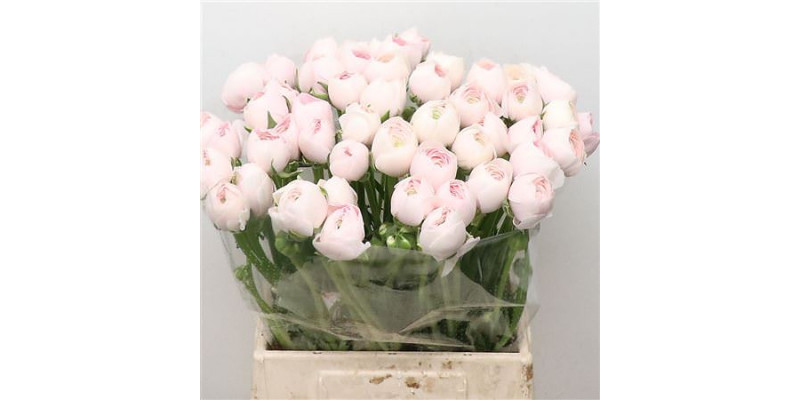 Ranunculus Su Hanoi Extra FRose 45cm A1