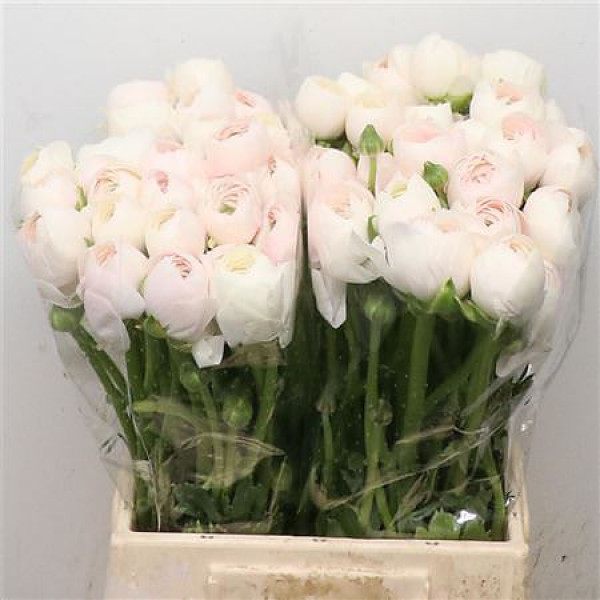 Ranunculus Su Sr Hanoi Extra 45cm A1