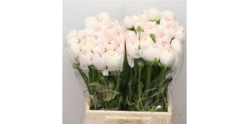 Ranunculus Su Sr Hanoi Extra 45cm A1