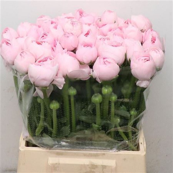 Ranunculus Su Hanoi Pink Extra FRose 45cm A1