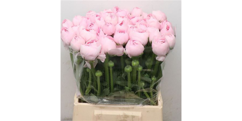 Ranunculus Su Hanoi Pink Extra FRose 45cm A1