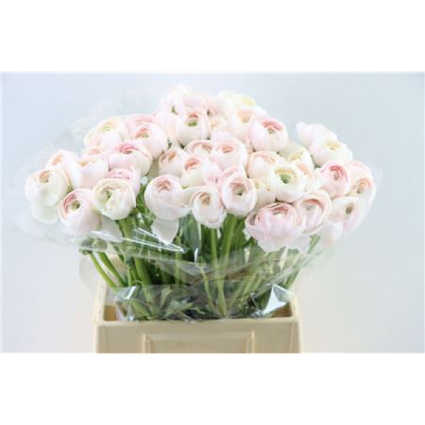 Ranunculus Cloni Ex Hanoi 45cm A1