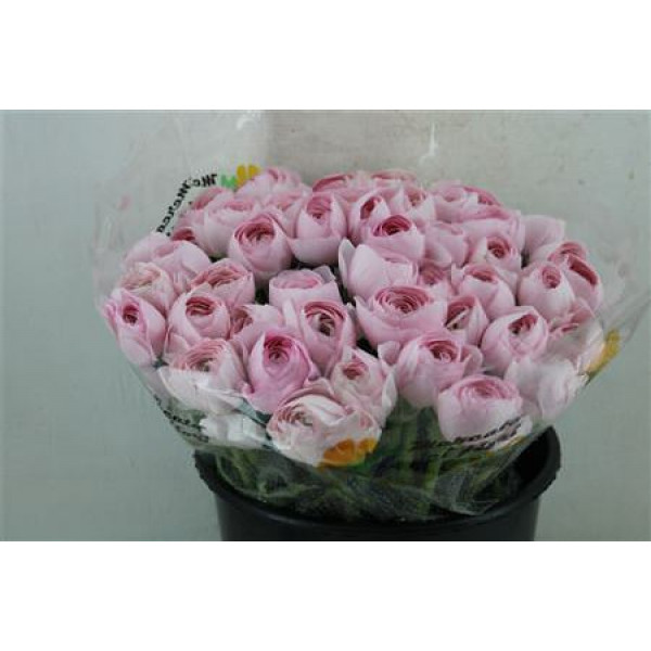 Ranunculus Cloni Sup Hanoi Pink 40cm