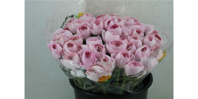 Ranunculus Cloni Sup Hanoi Pink 40cm