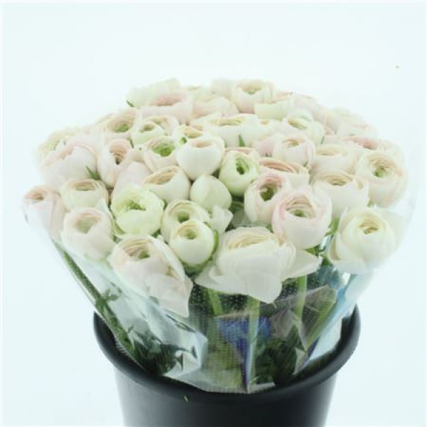 Ranunculus Su Sr Hanoi Extra 45cm A1