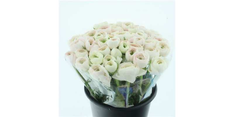 Ranunculus Su Sr Hanoi Extra 45cm A1