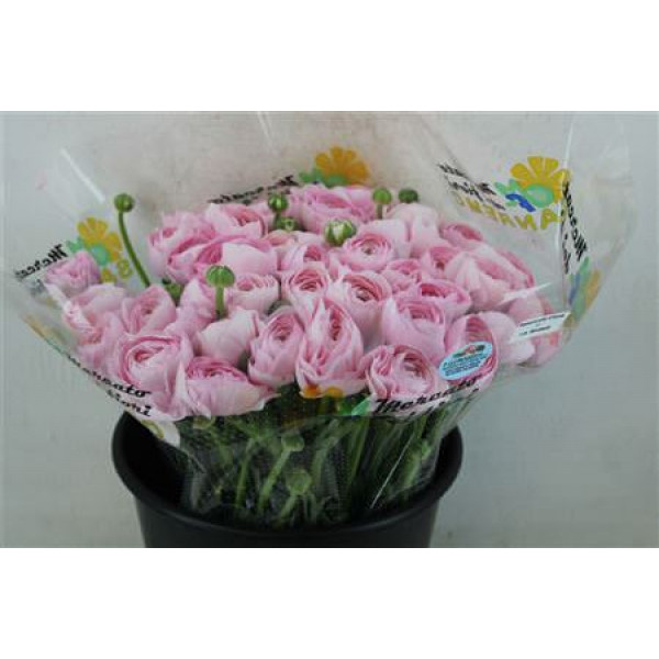 Ranunculus Cloni Ex Hanoi Pink 40cm