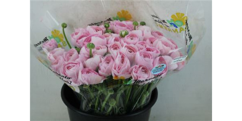 Ranunculus Cloni Ex Hanoi Pink 40cm