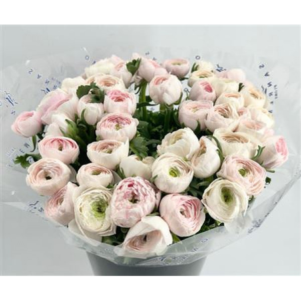 Ranunculus Clooney Hanoi Super 45cm A1