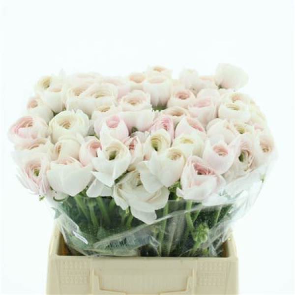 Ranunculus Su Hanoi Extra (fr) 45 cm A1