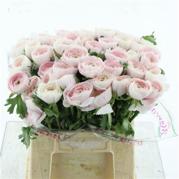 Ranunculus Su Sr Hanoi Extra 40 cm A1