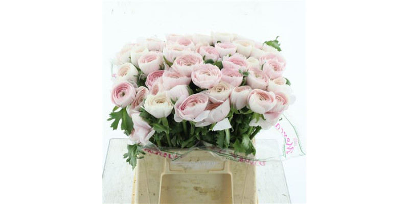 Ranunculus Su Sr Hanoi Extra 40 cm A1