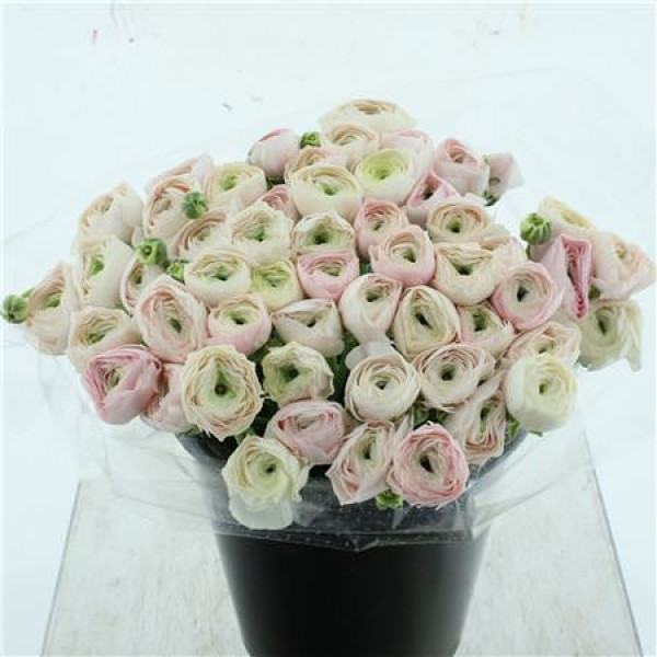 Ranunculus Su Sr Hanoi Extra 40 cm A1