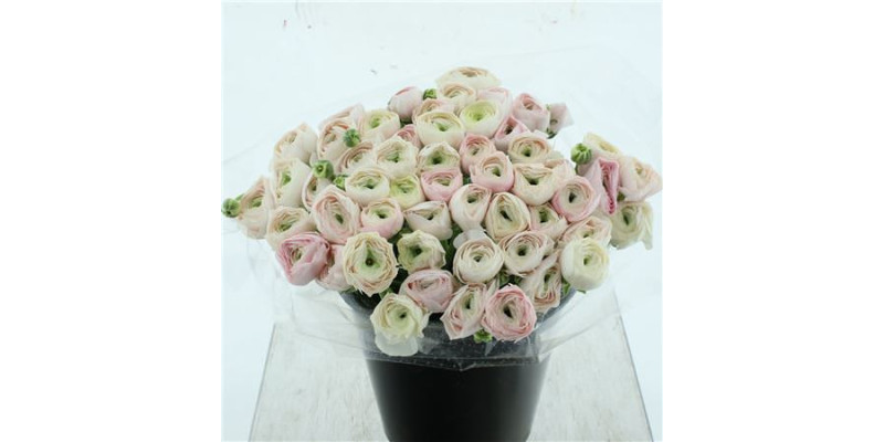 Ranunculus Su Sr Hanoi Extra 40 cm A1