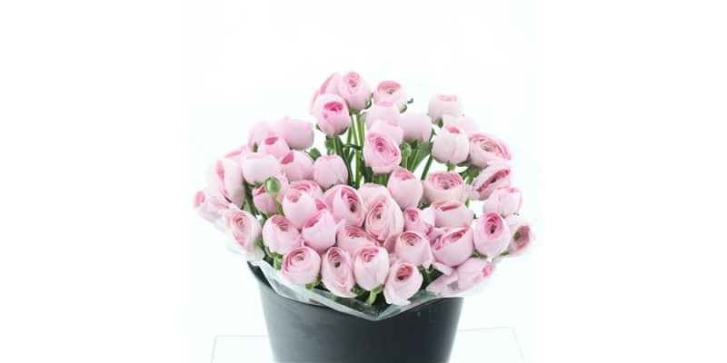 Ranunculus Clooney Hanoi Exstra 45 cm A1