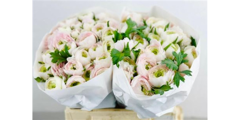Ranunculus Clooney Hanoi 40 cm A1