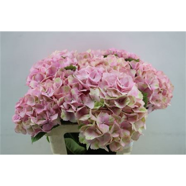 Hydrangea M Jersey Pink 60cm 60cm A1