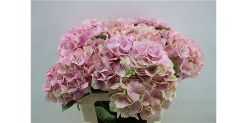 Hydrangea M Jersey Pink 60cm 60cm A1