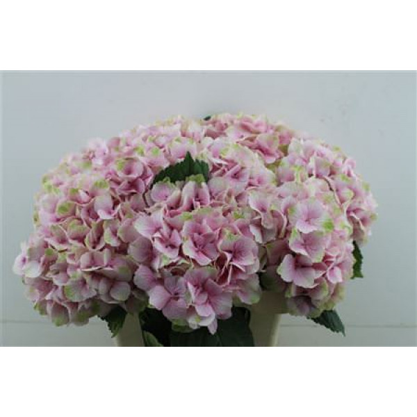 Hydrangea M Jersey 60-19-v 60cm A1