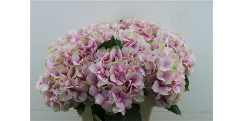 Hydrangea M Jersey 60-19-v 60cm A1