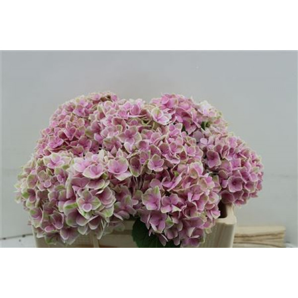 Hydrangea M Silverstone 50cm 50cm A1