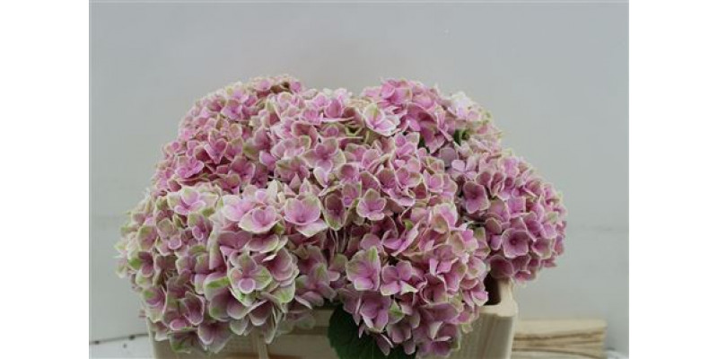 Hydrangea M Silverstone 50cm 50cm A1