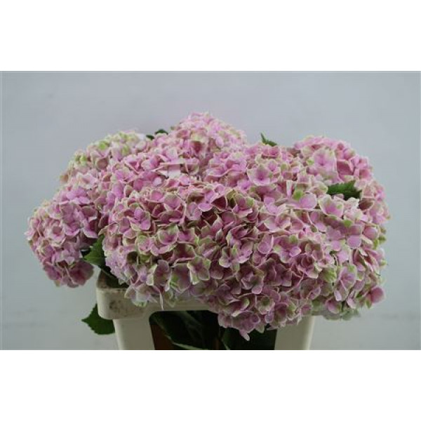 Hydrangea M Silverstone 60cm 60cm A1