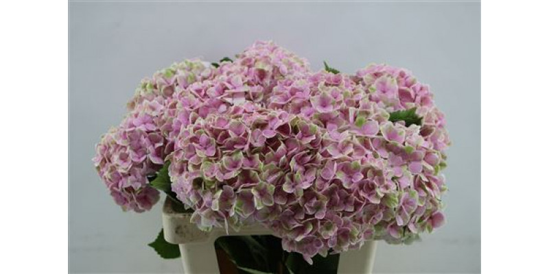 Hydrangea M Silverstone 60cm 60cm A1