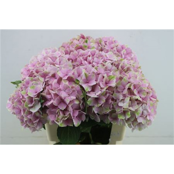 Hydrangea M Silverstone 60-18 60cm A1