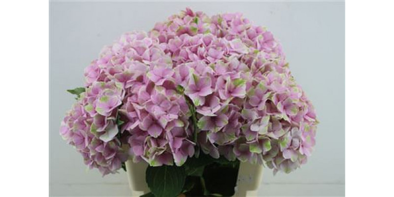 Hydrangea M Silverstone 60-18 60cm A1