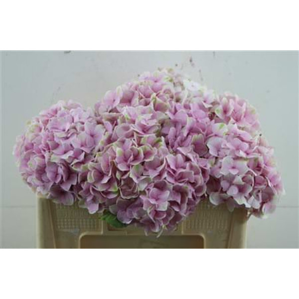 Hydrangea M Silverstone 50-16 50  cm A1