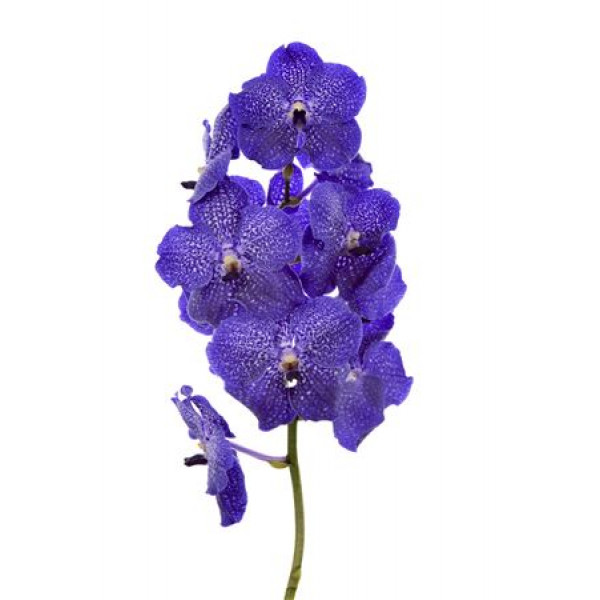 Orchid Vanda Midnight Blue  A1