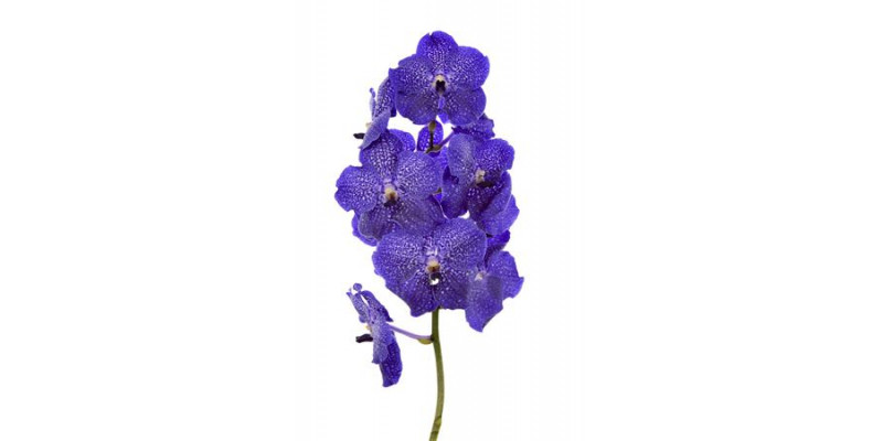 Orchid Vanda Midnight Blue  A1