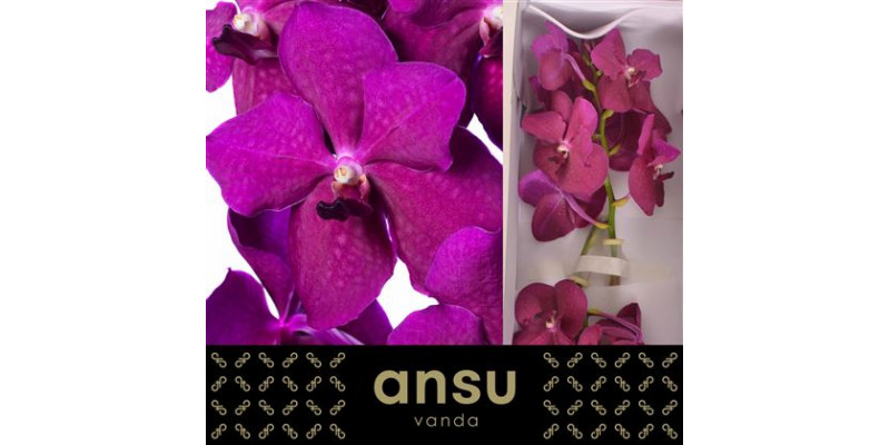 Orchid Vanda Nitaya Rasberry Cerise A1 Col-Cerise