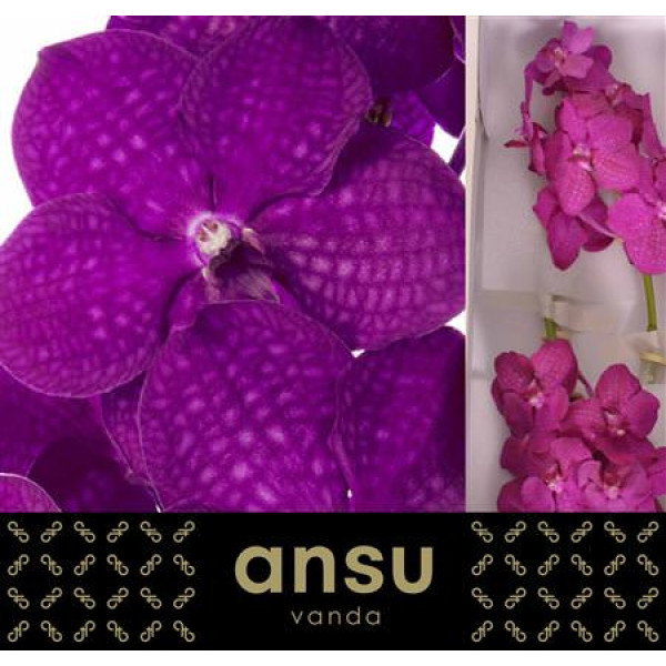 Orchid Vanda Rasberry Cerise 25 cm A1