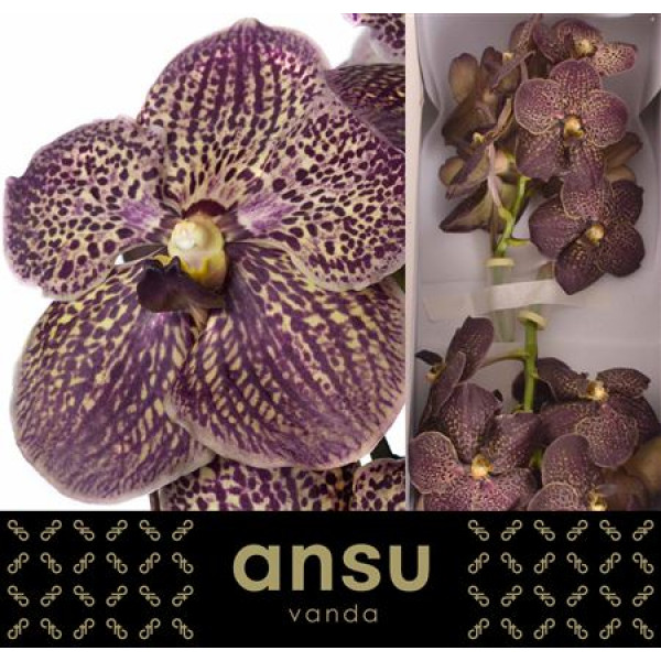 Orchid Vanda Sunanda Chocolate Brown 0cm A1 Col-Brown