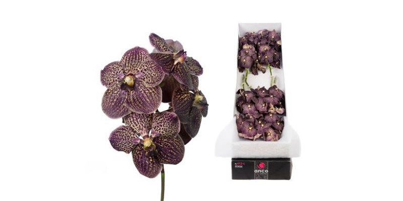 Orchid Vanda 8 tak Chocolate Brown 30 cm A1