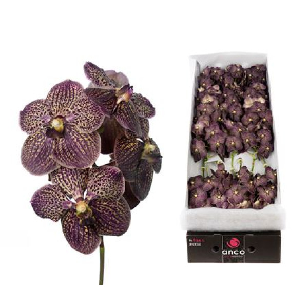Orchid Vanda 16 tak Chocolate brown 30 cm A1